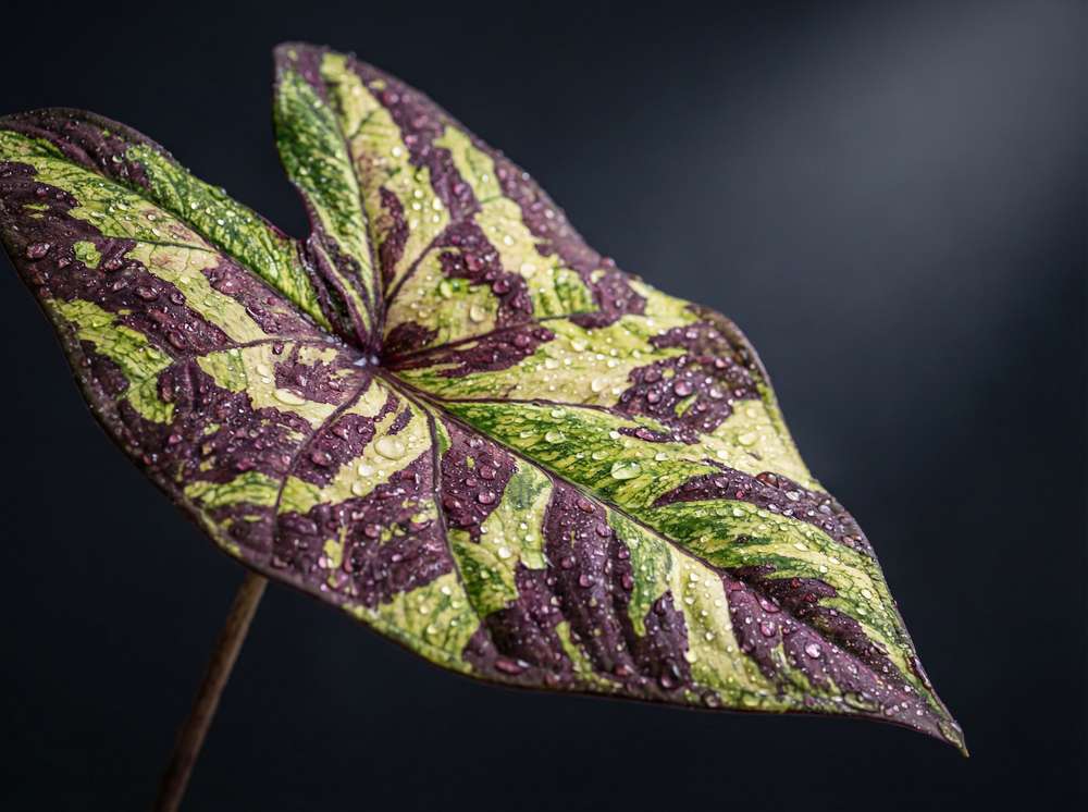 大象传媒植物测评视频